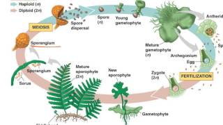 Fern Life Cycle [upl. by Thorin]