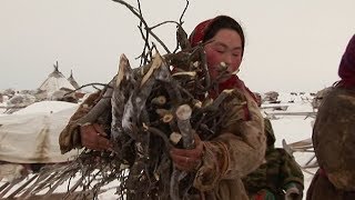 Experiencing Nenet Life On The Frozen Tundra  Tribe With Bruce Parry  BBC [upl. by Esdnyl]