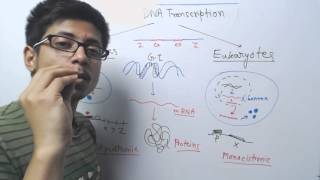 Prokaryotic vs eukaryotic transcription [upl. by Him]