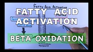 Fatty Acid Activation  Beta Oxidation Part I [upl. by Rabbi]