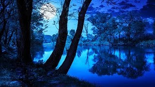 Soothing Night Time Forest Sounds  2 Hour Ambient Soundscape  For Sleep amp Relaxation [upl. by Seligman]