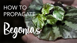 How to Propagate Begonias from leaves and stem cuttings [upl. by Hampton]