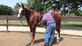 Equine Ulcer Diagnosis by Mark DePaolo DVM [upl. by Bordiuk]