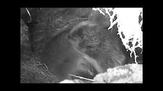 Mendenhall Glacier Beaver Lodge Cam 2021 [upl. by Depoliti]