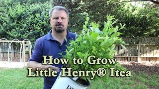 How to grow Little Henry® Itea Dwarf Sweetspire with a detailed description [upl. by Sonnnie579]