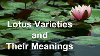 Lotus Flowers Varieties and Their Meanings [upl. by Aicened]