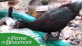 Le Canard de Barbarie  Ferme de Beaumont [upl. by Cyrie189]