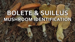 Bolete amp Suillus Mushroom Identification with Adam Haritan [upl. by Adnahcal]