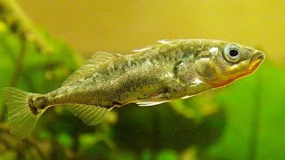 Facts The Stickleback [upl. by Magill]