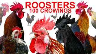 COMPILATION 100 roosters crowing  Ayam Cemani Brahma Leghorn Serama Silkie Wyandotte chickens [upl. by Enej]