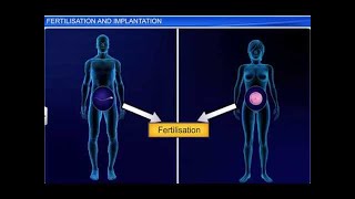 CBSE Class 12 Biology Human Reproduction – 4 Fertilization and Implantation [upl. by Veradi]