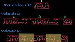 Restriction Enzymes Restriction Endonucleases [upl. by Antonius]