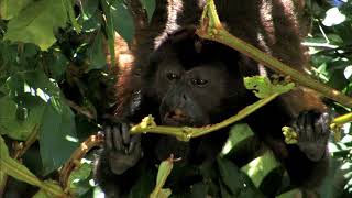 AGUAS TROPICALES  Documental Naturaleza HD 1080p  Grandes Documentales [upl. by Materi573]