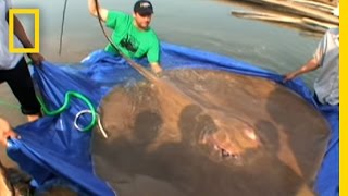 Giant Freshwater Stingray  National Geographic [upl. by Hannon599]