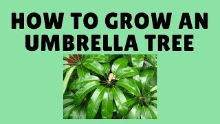 How to Grow Schefflera  Umbrella Plant From Cuttings [upl. by Claudette]