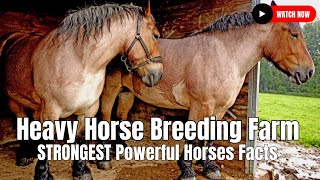 Heavy Horse Breeding Farm  STRONGEST Powerful Horses Facts [upl. by Barb600]