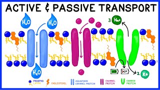 Active vs Passive Transport Compare and Contrast [upl. by Lenci]