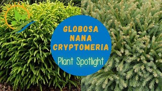 Globosa Nana Cryptomeria  Plant Spotlight [upl. by Sherwood]