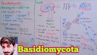 Basidiomycota  Basidiomycetes  Club Fungi  Biology 11th  Chapter 8 Fungi [upl. by Drarehs539]