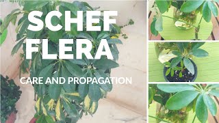 Schefflera care and propagation tips How to propagate Schefflera easily from a just a leaf [upl. by Attenna624]