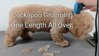 Cockapoo Grooming One Length All Over [upl. by Alonso589]