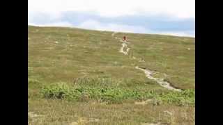 Ramundberget MTB singletrack [upl. by Trojan]