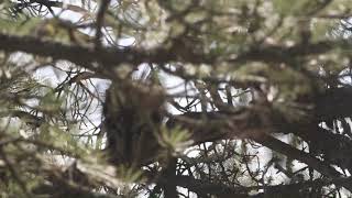 Porcupine vocalizations and sounds [upl. by Yebloc181]