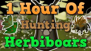 OSRS Herbiboar Hunting Guide 2021 [upl. by Arraik155]