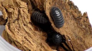 Collecting Some Isopods [upl. by Anette]