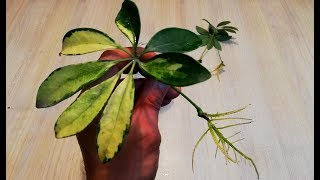 How to grow Schefflera plant from single leaf very easy [upl. by Basile]