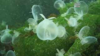 Giant Hooded Nudibranchs  Melibe leonina  British Columbia Canada [upl. by Zerlina]