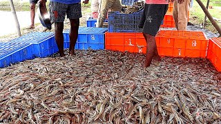 CULTURE OF FRESHWATER VANNAMEI SHRIMPPRAWNS IN PONDS [upl. by Scornik]