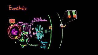 Exocitosis  Membranas y transporte  Biología  Khan Academy en Español [upl. by Cid]