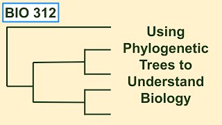 Using phylogenetic trees to understand biology [upl. by Isis]