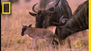 Wildebeest Migration  National Geographic [upl. by Alacim]