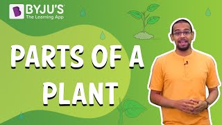 Parts of a Plant  Learn with BYJUS [upl. by Nylanna]