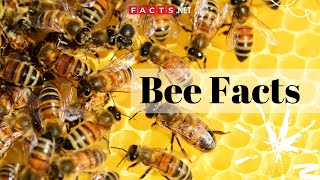 Bee Facts  All About Honeybees Bumblebees and Queen Bees [upl. by Granny]