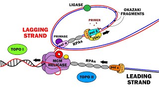 DNA REPLICATION 23  ELONGATION [upl. by Annoerb]