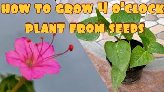 4 oclock plant  how to grow mirabilis Jalapa from seeds  Mirabilis jalapa Ezgardening 4oclock [upl. by Chlores]