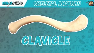 Clavicle Anatomy [upl. by Brody]