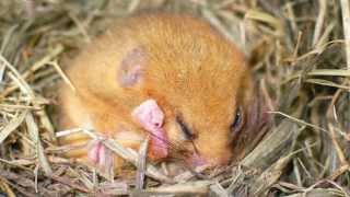 A guide to surveying torpid hazel dormice [upl. by Annavas]