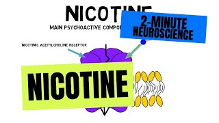 2Minute Neuroscience Nicotine [upl. by Stretch]