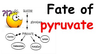 Fate of pyruvate [upl. by Nilyak69]