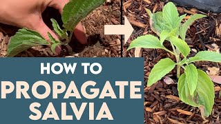 How To PROPAGATE SALVIA Easy For Beginners [upl. by Ursola]