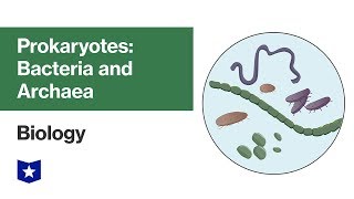 Prokaryotes Bacteria and Archaea  Biology [upl. by Anyela]