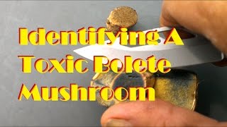 Identifying A Toxic Bolete Mushroom [upl. by Blessington]