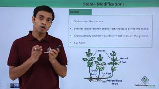 Class 11th – Stem – Modifications  Morphology of Flowering Plants  Tutorials Point [upl. by Robins]