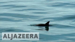 Saving the almost extinct vaquita porpoise [upl. by Ria]