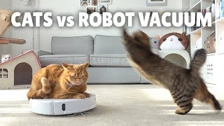 Cats vs Robot Vacuum  Kittisaurus [upl. by Arleen]