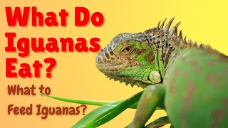 Iguana Diet and Feeding Habits [upl. by Lindeberg]